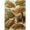 Cenega Publishing Puzzle Good Loot Imagination - Ernst Haeckel: Sea Turtles 1000 pc(s) - (5908305251750)
