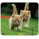 VIVANCO MOUSEPAD PETS 1 - (33872)