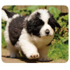 VIVANCO MOUSEPAD PETS 2 - (33872-02)