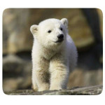 VIVANCO MOUSEPAD PETS 4 - (33872-04)