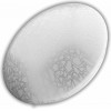 Avide LED Ceiling Lamp Oyster Atlas (Mosaic) 18W 330*100mm NW 4000k - (ACLO33NW-18W-MO)