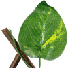GloboStar Artificial Garden Golden Pothos ���������� �������� �������� ��������� - ������� ����� ������� ����� �110 x �10 x �120cm (min) �310 x �10 x �45cm (max) - (78496)
