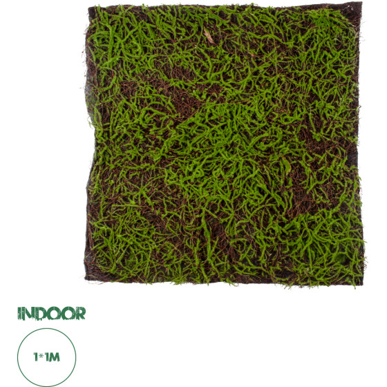 GloboStar Artificial Garden Bryophyta ������� ������������ ����� ��������� - ������� ����� ���� �100 x �100 x �5cm - (20143)