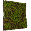GloboStar Artificial Garden Bryophyta ������� ������������ ����� ��������� - ������� ����� ���� �100 x �100 x �5cm - (20143)