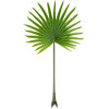 GloboStar Artificial Garden Serenoa Palm Leaf ������� ������������ ���� �������������� ������� �������� �77 x �140cm - (20172)