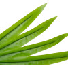 GloboStar Artificial Garden Serenoa Palm Leaf ������� ������������ ���� �������������� ������� �������� �77 x �140cm - (20172)