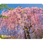 Defender Mousepad Silk Nature 230x190x1.6mm (BLOSSOM) - (50707-06)