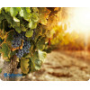 Defender Mousepad Silk Nature 230x190x1.6mm (GRAPPES) - (50707-10)