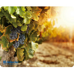Defender Mousepad Silk Nature 230x190x1.6mm (GRAPPES) - (50707-10)