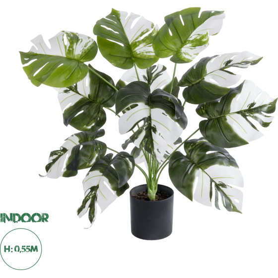 GloboStar Artificial Garden Albino Monstera ������������ ���� ����� �������� �55cm - (20935)
