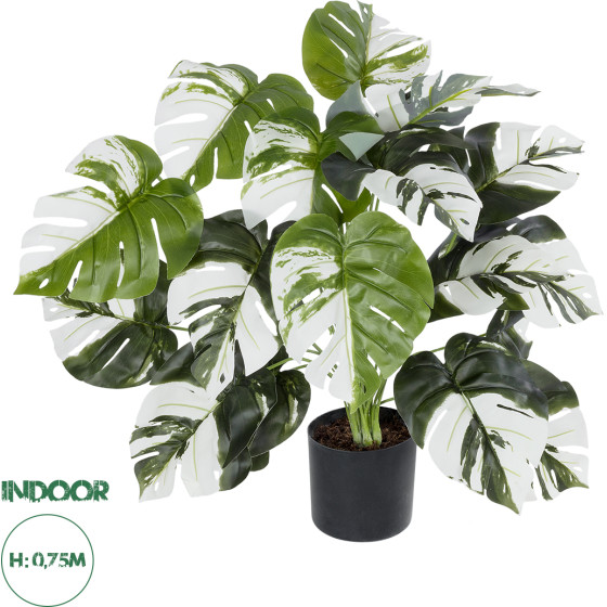 GloboStar Artificial Garden Albino Monstera ������������ ���� ����� �������� �75cm - (20925)
