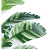 GloboStar Artificial Garden Banana Zebra ������������ ���� �������� ����� �55cm - (20929)