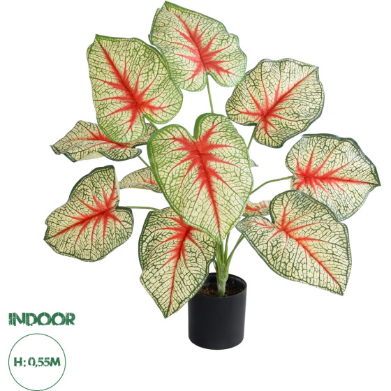 GloboStar Artificial Garden Caladium ������������ ���� ���������� �55cm - (20932)