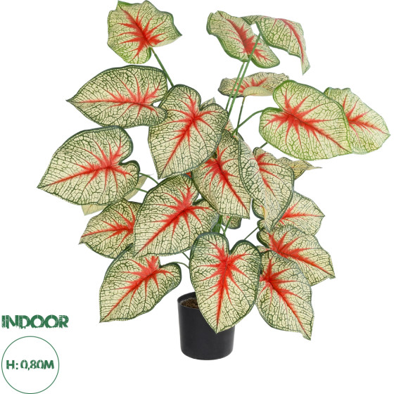 GloboStar Artificial Garden Caladium ������������ ���� ���������� �80cm - (20921)
