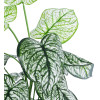 GloboStar Artificial Garden Caladium ������������ ���� ������� �75cm - (20908)