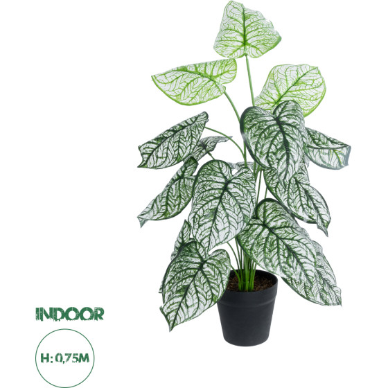 GloboStar Artificial Garden Caladium ������������ ���� ������� �75cm - (20908)
