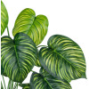 GloboStar Artificial Garden Calathea ������������ ���� ������� �75cm - (20912)