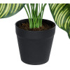 GloboStar Artificial Garden Calathea ������������ ���� ������� �75cm - (20912)