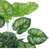GloboStar Artificial Garden Calathea ������������ ���� ������� �80cm - (20922)