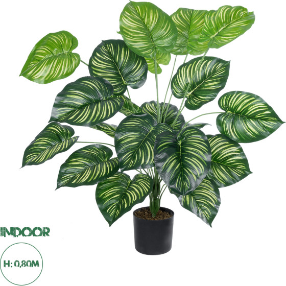 GloboStar Artificial Garden Calathea ������������ ���� ������� �80cm - (20922)