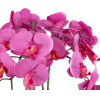 GloboStar Artificial Garden Dark Pink Orchid ������������ ���� ������ ������� �50cm - (21123)