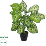 GloboStar Artificial Garden Dieffenbachia ������������ ���� �75cm - (20914)