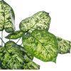 GloboStar Artificial Garden Dieffenbachia ������������ ���� �75cm - (20914)