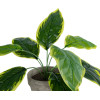 GloboStar Artificial Garden Yellow Hosta ������� ������������ ���� ������� ����� �40cm - (20899)