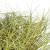 GloboStar Artificial Garden Grass Bush Plant ������� ������������ ���� ������ Grass �50cm Y30cm - (21166)