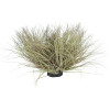 GloboStar Artificial Garden Grass Bush Plant ������� ������������ ���� ������ Grass �50cm Y30cm - (21167)