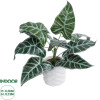 GloboStar Artificial Garden Alocasia ������� ������������ ���� �������� �38 x �33cm - (20886)