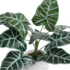 GloboStar Artificial Garden Alocasia ������� ������������ ���� �������� �38 x �33cm - (20886)