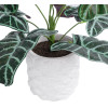 GloboStar Artificial Garden Alocasia ������� ������������ ���� �������� �38 x �33cm - (20886)