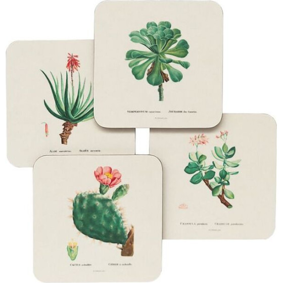 ERIK ��� 4 ������ Botanical Cacti By Kokonote