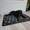 Purlov Dog bed 100x70cm 24862 - (17993-0)