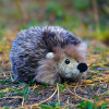 Rappa - Plush Realistic Toy Hedgehog 17 Cm Eco-Friendly - (209718)