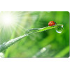 Esperanza mouse pad Multicolor - (EA133)