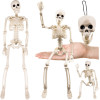 Ruhhy Skeleton - Decoration 40cm 26027 - (18446-0)