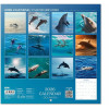 Erik ���������� ������ 2026 30X30�� DOLPHINS