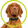 Mobile Origin AirTag Pet Collar, black - (MO-APC-BLK)