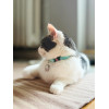 ZOLUX Chatouille Blue - Cat collar