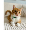 ZOLUX Chatouille Green - Cat collar