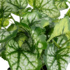 GloboStar Artificial Garden Begonia Plant ������������ ���� ������� �47 x �22cm - (20958)