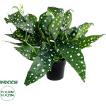 GloboStar Artificial Garden Begonia Polka Dot Plant ������������ ���� ������� �50 x �22cm - (20959)