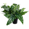 GloboStar Artificial Garden Begonia Polka Dot Plant ������������ ���� ������� �50 x �22cm - (20959)