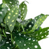 GloboStar Artificial Garden Begonia Polka Dot Plant ������������ ���� ������� �50 x �22cm - (20959)