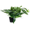 GloboStar Artificial Garden Begonia Polka Dot Plant ������������ ���� ������� �50 x �22cm - (20959)
