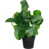 GloboStar Artificial Garden Bell Plant ������������ ���� ������� �47 x �22cm - (20957)