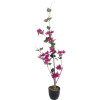 GloboStar Artificial Garden Bougauvillea ������� ������������ ���� �� ���� ������������� ���� �90cm - (20673)