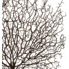 GloboStar Artificial Garden Brown Coral Branch ������� ������������ ����� ���� Ko���� Y49cm - (21467)